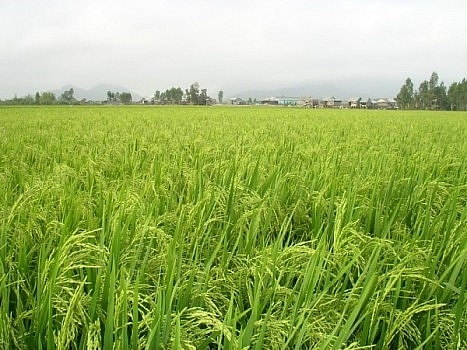 Quy định mới về quản lý, sử dụng đất trồng lúa quy dinh moi ve quan ly su dung dat trong lua