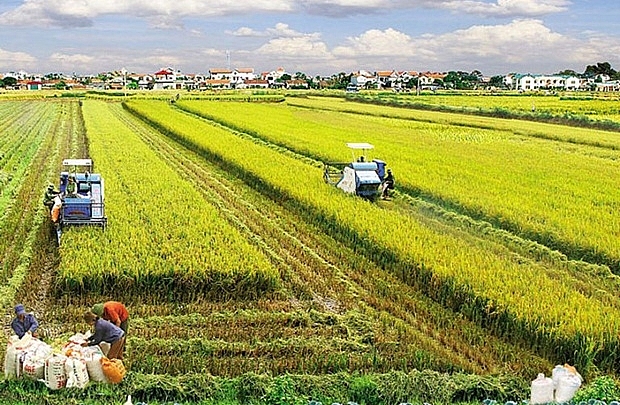 Khuyến khích tập trung, tích tụ đất nông nghiệp khuyen khich tap trung tich tu dat nong nghiep