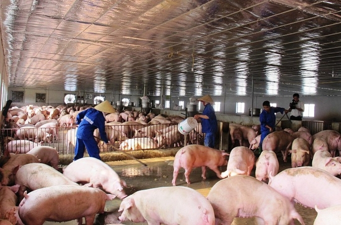 Quản lý thị trường cấp bách ngăn chặn dịch tả lợn châu Phi quan ly thi truong cap bach ngan chan dich ta lon chau phi