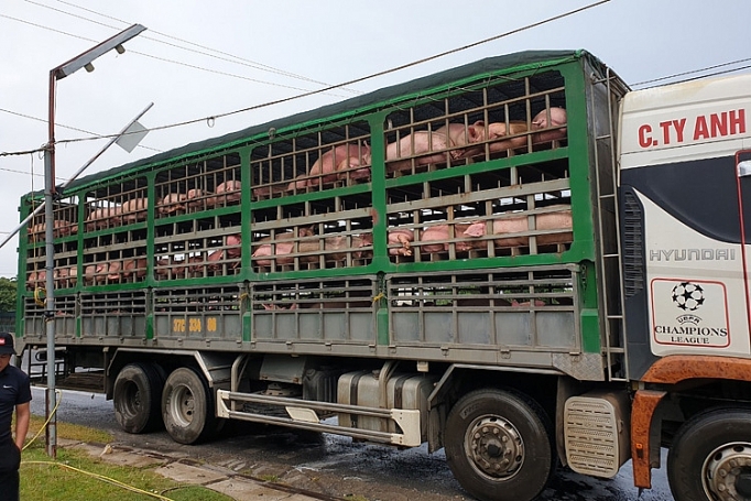 Chặn đứng vụ vận chuyển gần 350 con lợn không rõ nguồn gốc đang đi tiêu thụ chan dung gan 350 con lon khong ro nguon goc dang van chuyen di tieu thu