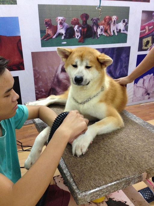 Gian nan tìm "khách sạn" thú cưng dịp lễ Tết Nguyên Đán gian nan tim khach san thu cung dip le tet nguyen dan