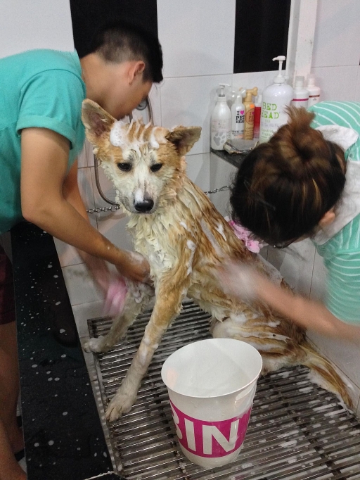 Gian nan tìm "khách sạn" thú cưng dịp lễ Tết Nguyên Đán gian nan tim khach san thu cung dip le tet nguyen dan