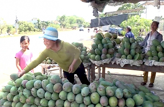 Đắk Nông: Vựa xoài Đắk Gằn sẵn sàng phục vụ tết vua xoai dak gan san sang phuc vu tet