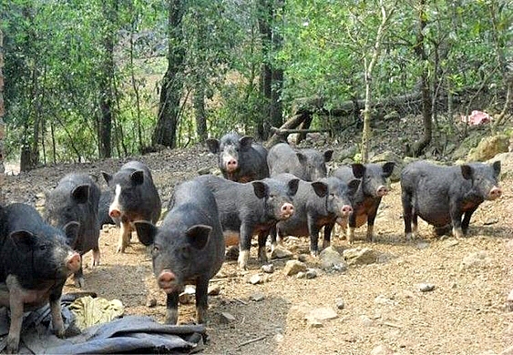heo den san pham dac thu