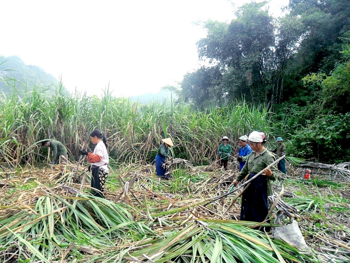 Phát triển nông nghiệp hàng hoá phat trien nong nghiep hang hoa