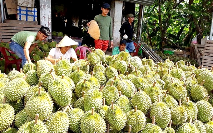 Lâm Đồng: Đẩy mạnh Liên Minh Truyền Thông Và Game Giải Trí Top 1 sầu riêng day manh xuat khau sau rieng