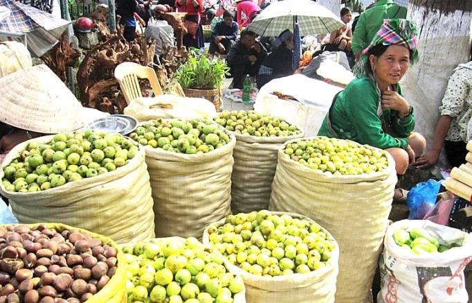 Mù Cang Chải mất mùa sơn tra mu cang chai mat mua son tra