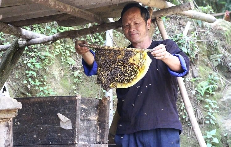 Mù Cang Chải: Mật ngọt từ rừng, sinh kế bền vững từ ong