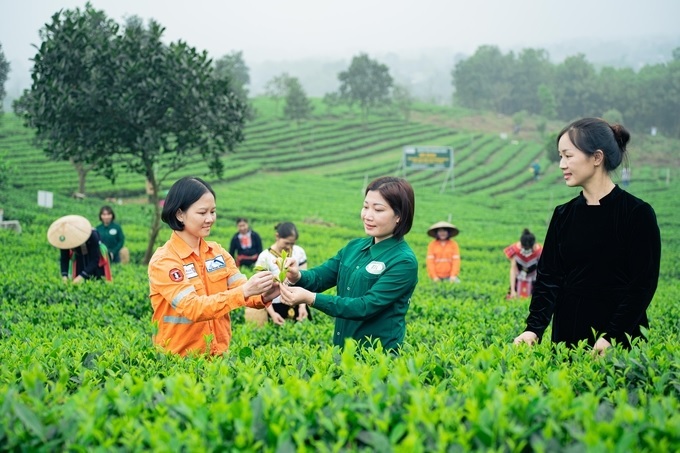 Thương hiệu chè Thái Nguyên: Tăng tốc chuyển đổi số, chinh phục thị trường