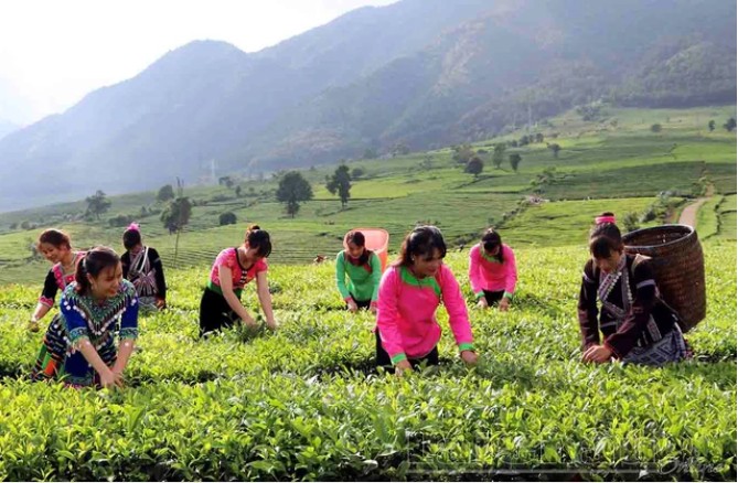 Chè Lai Châu: Từ nương cao đến thương hiệu Trang Chủ OKVIP COM Top #1 sạch
