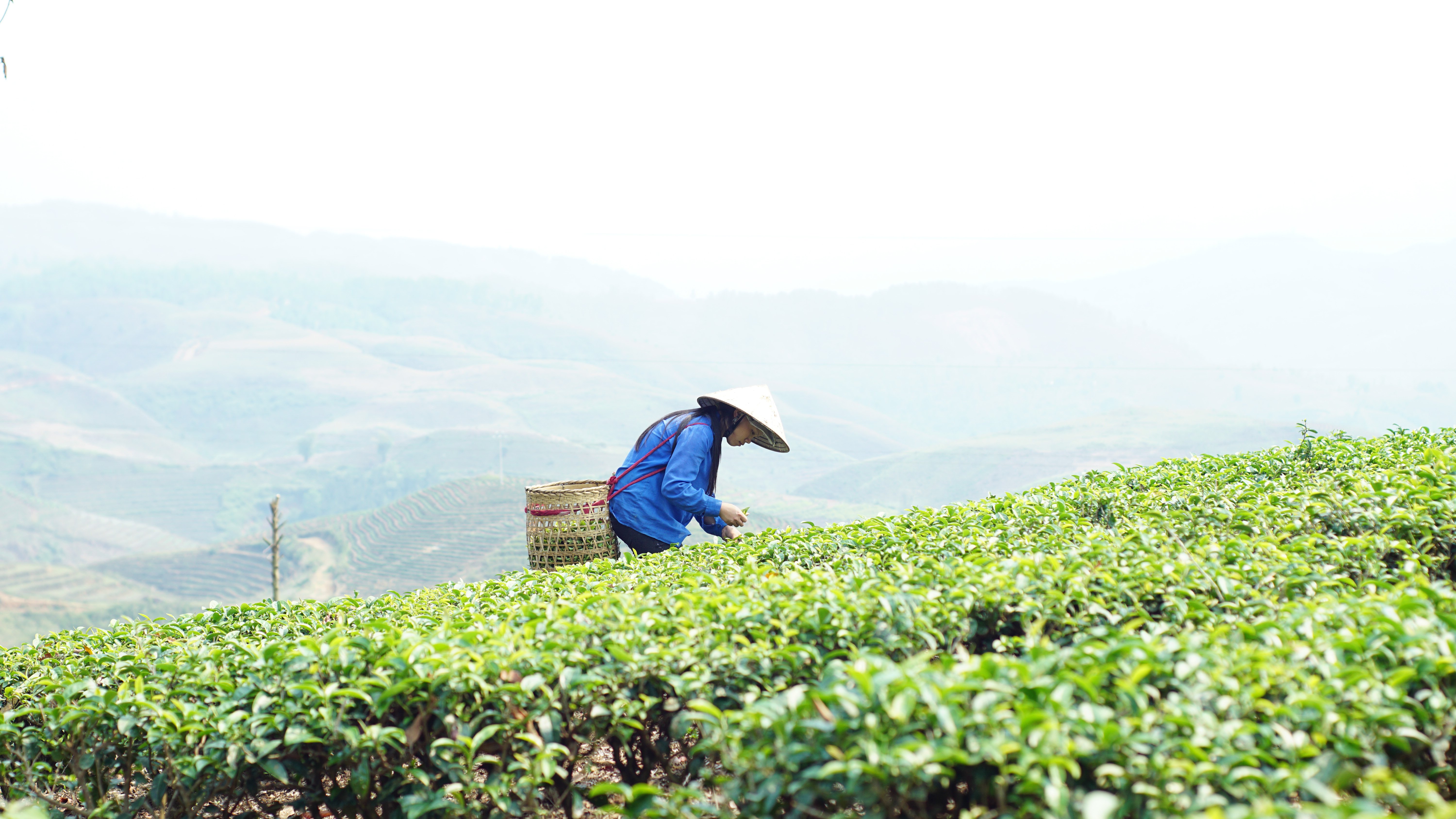 Lai Châu: Chủ động nâng cao giá trị sản phẩm bằng chuỗi liên kết 