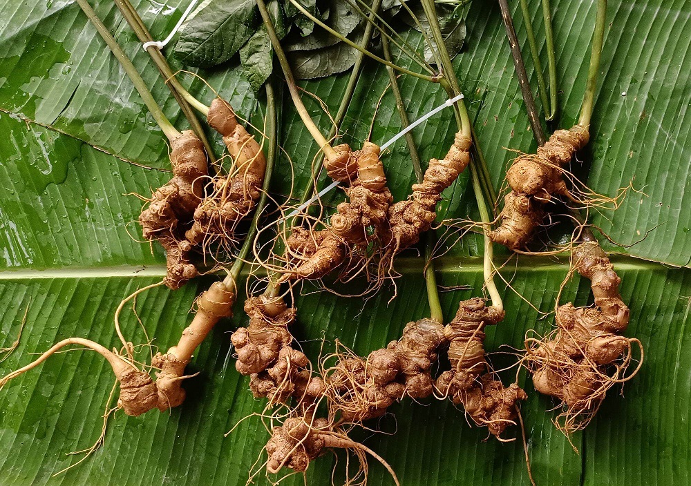 Sâm Lai Châu: Thương hiệu bị đe dọa bởi sâm giả 'đội lốt'