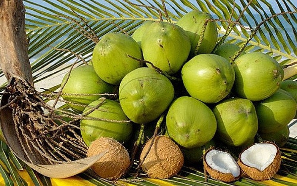 Giá tăng mạnh, dừa trở thành 'ngôi sao' xuất khẩu mới của rau quả Việt Nam