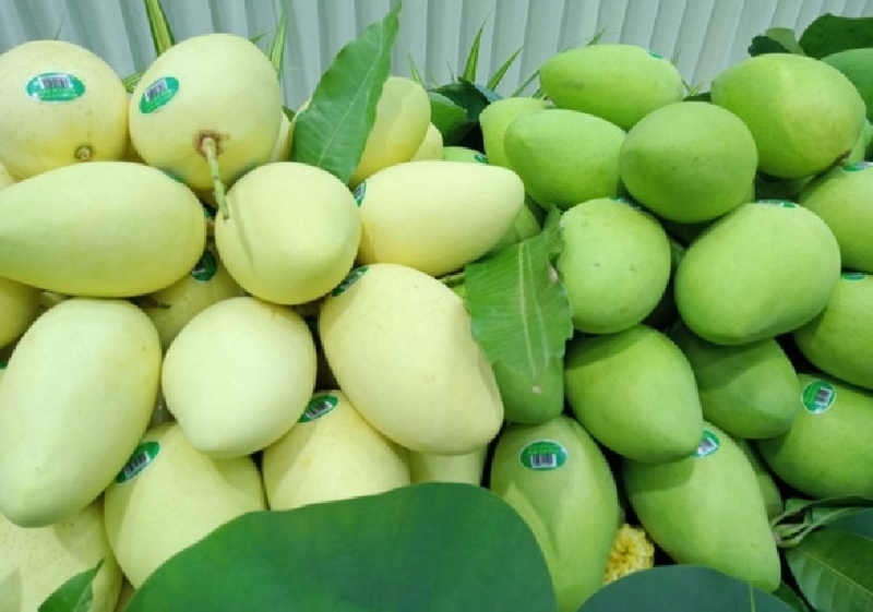 Xuất khẩu xoài khởi sắc, giữ vững vị thế nông sản chủ lực