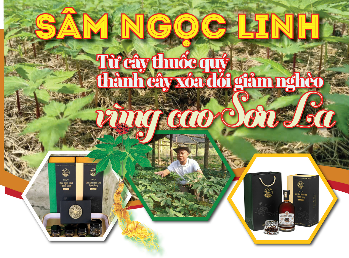 Longform | Sâm Ngọc Linh: Từ cây thuốc quý thành cây xóa đói giảm nghèo vùng cao Sơn La