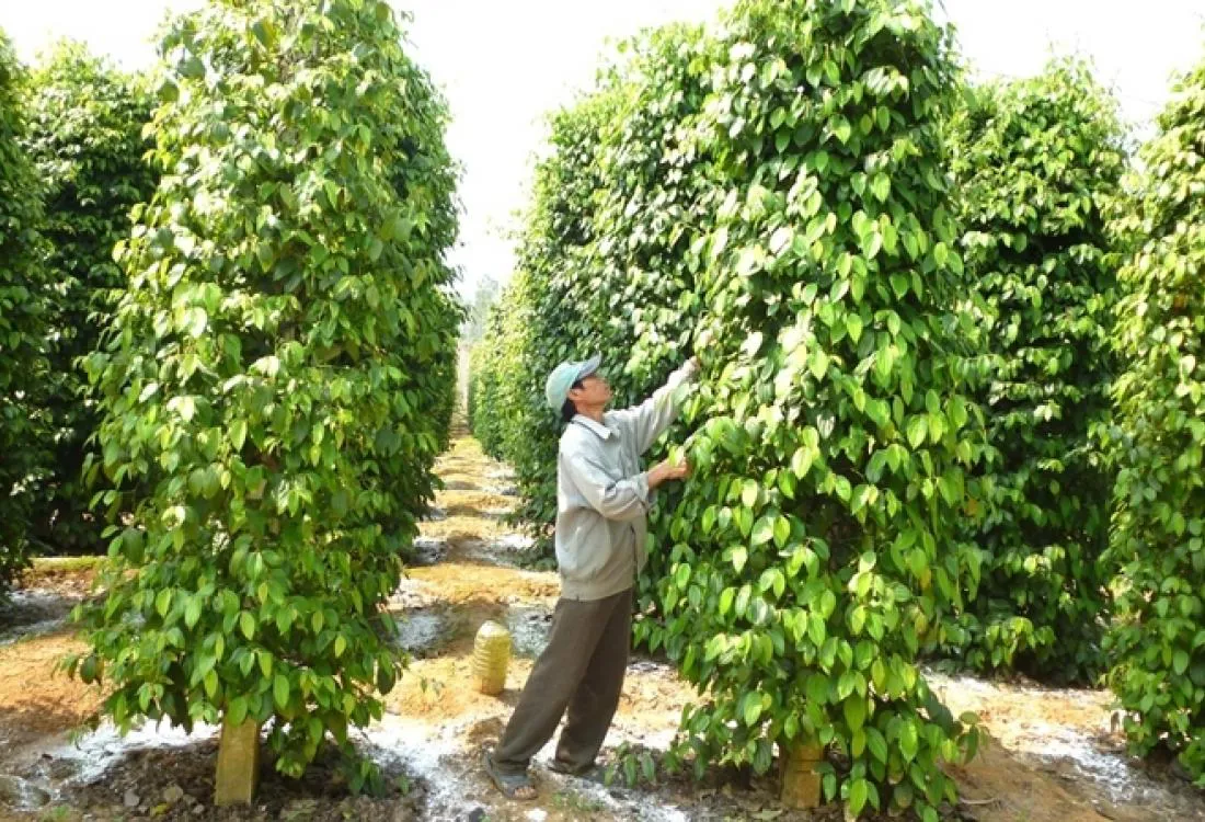 Lâm Đồng mở thị trường cho 'vàng đen'