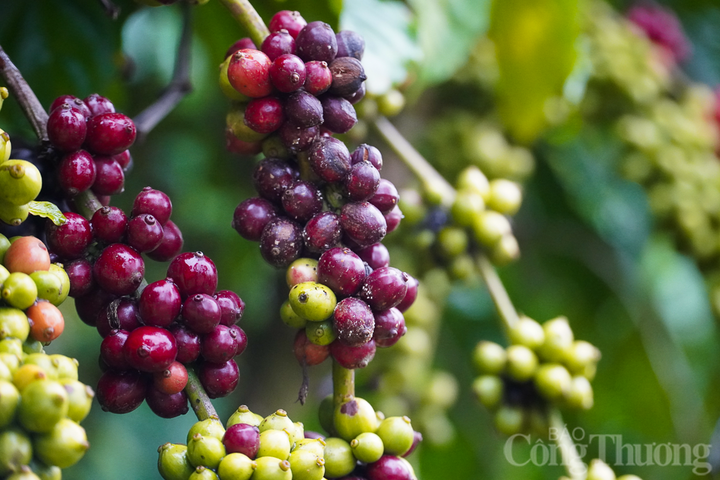  Giá cà phê Arabica và Robusta đồng loạt tăng trở lại