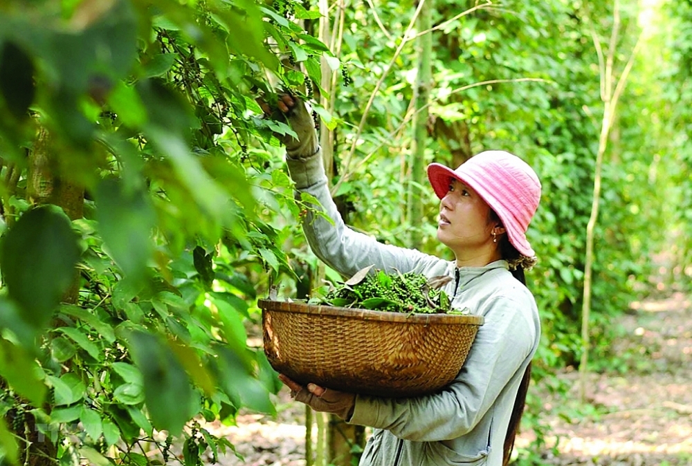 5932-17-1612-hy-tieu-vn.jpg