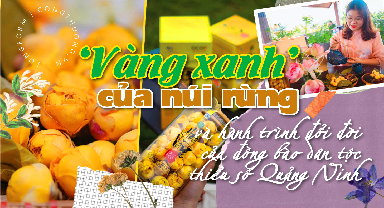 Longform | ‘Vàng xanh’ của núi rừng và hành trình đổi đời của đồng bào dân tộc thiểu số Quảng Ninh