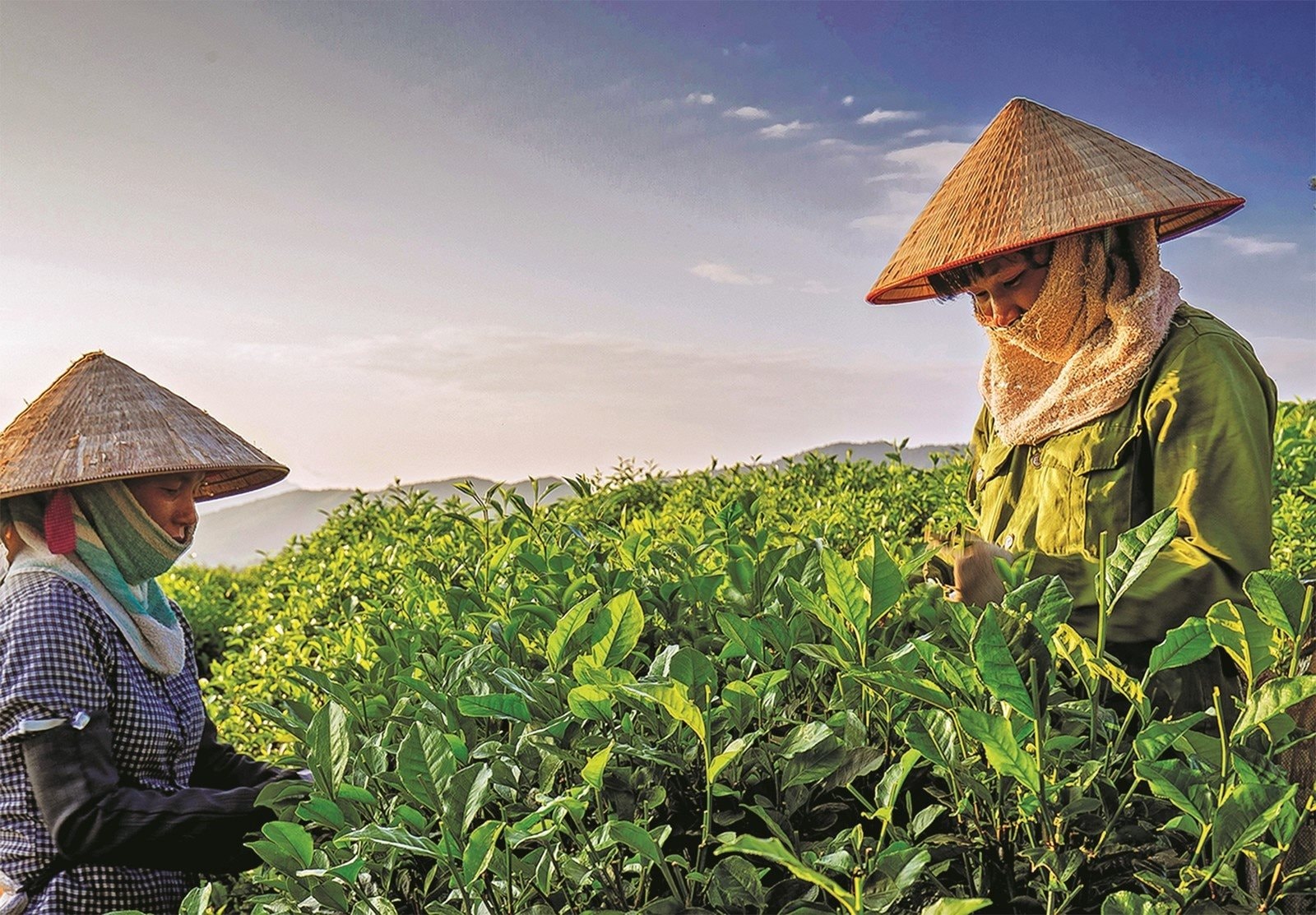 Giá chè nội địa đắt gấp 4 lần xuất khẩu: Thị trường trong nước ngày càng hấp dẫn