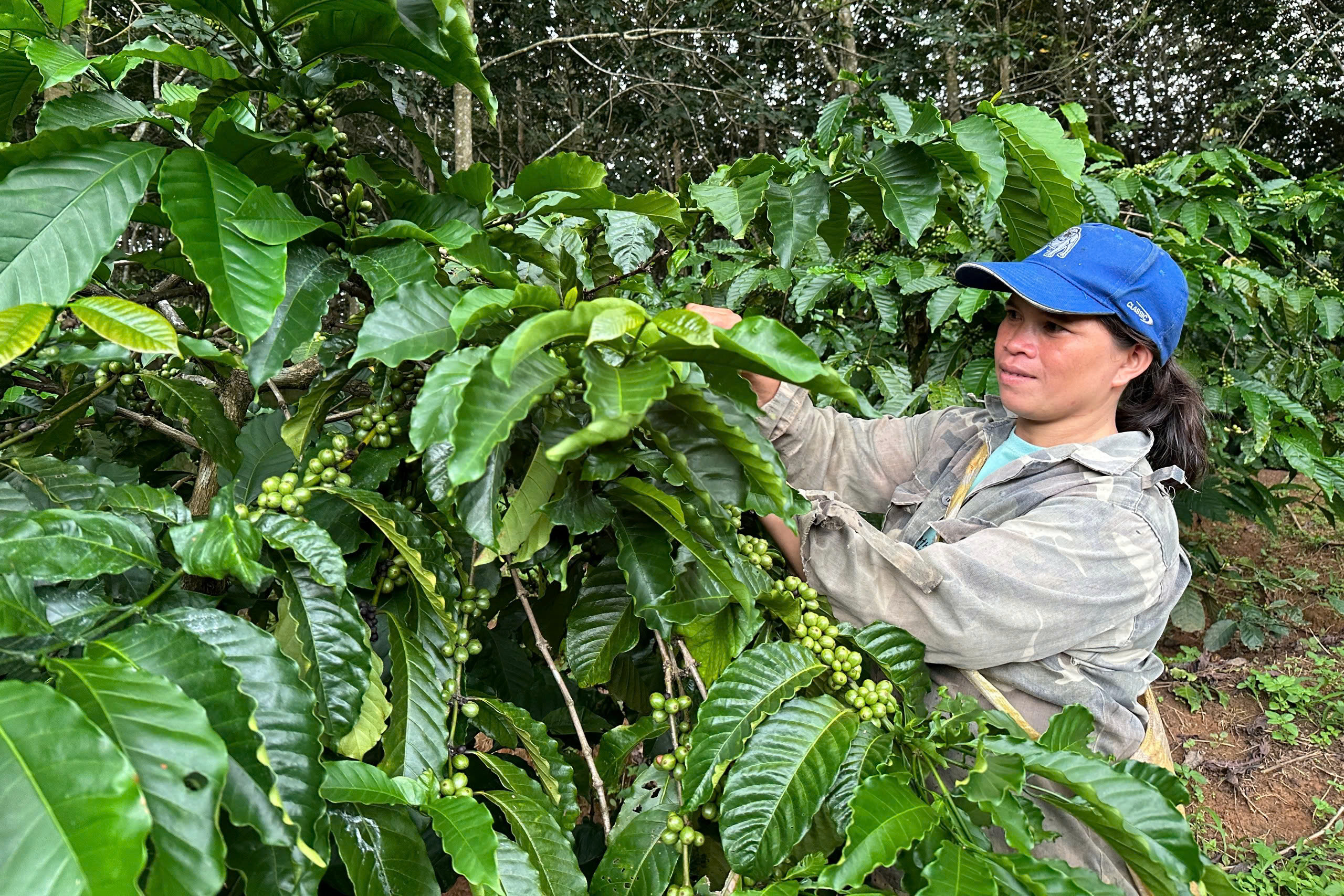 Xã biên giới Sa Loong: Điểm sáng tăng trưởng 2 con số của Quảng Ngãi