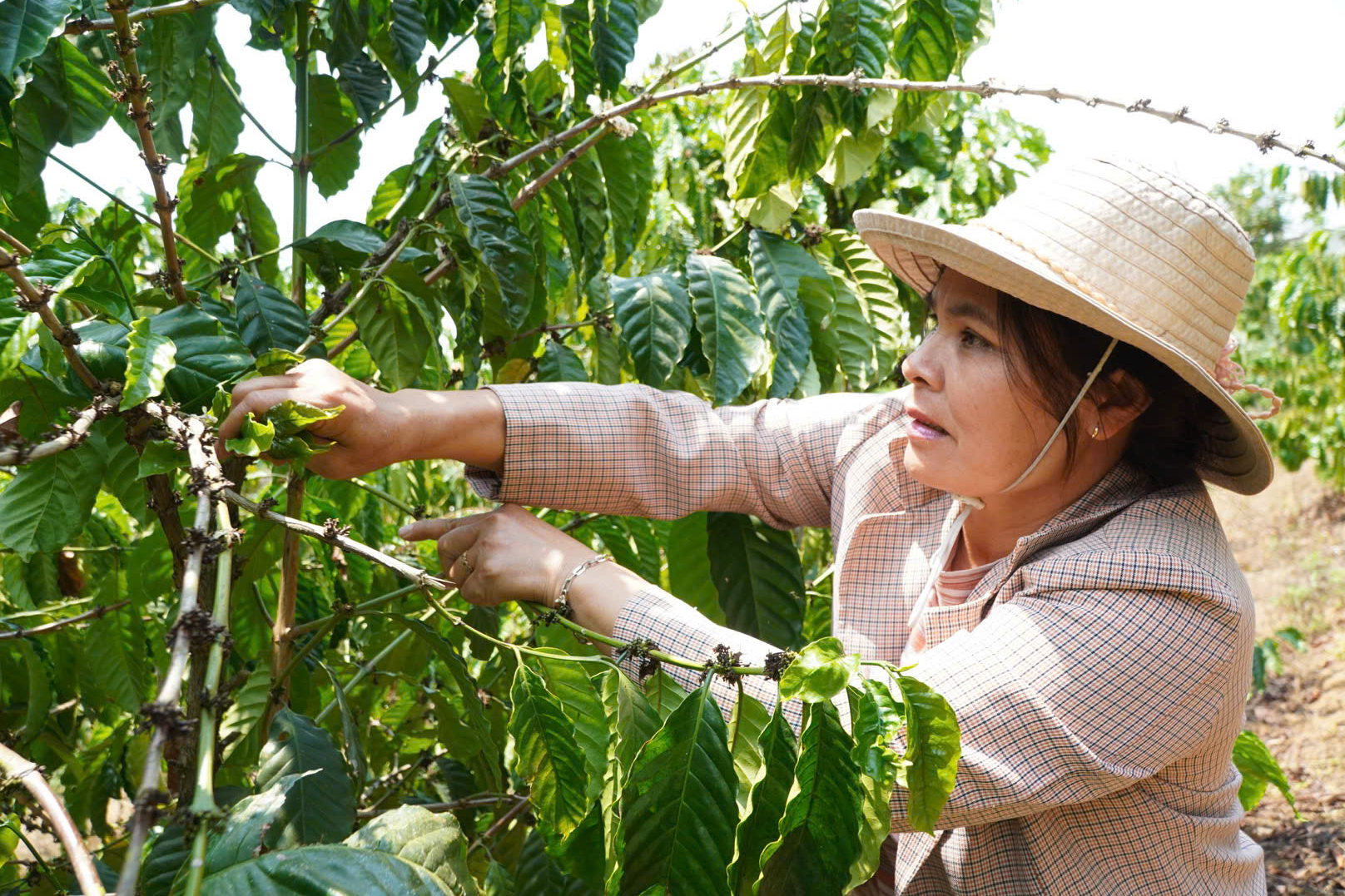 Miền núi Quảng Ngãi chuyển mình nhờ nông nghiệp công nghệ cao