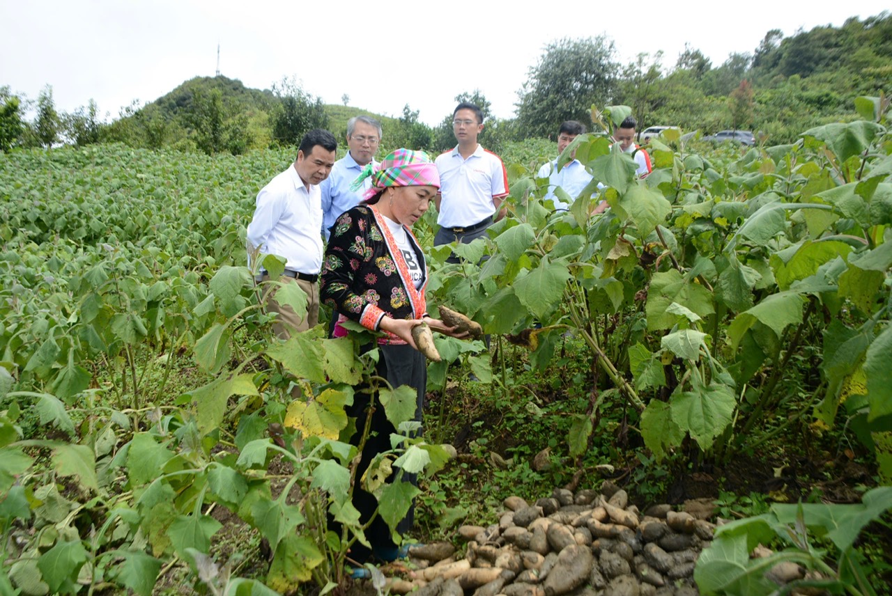 Khoai sâm – kỳ vọng làm giàu cho đồng bào dân tộc ở Sìn Hồ