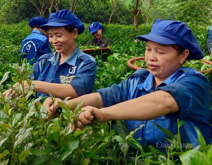 Công ty TNHH Đầu tư và phát triển Trà UT cùng bà con Liên minh Okvip có bao nhiều trang chuỗi liên kết sản xuất thành công.