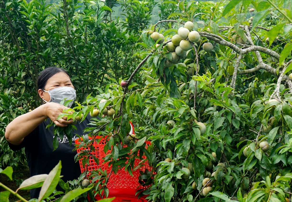 Lào Cai: Đồng bào dân tộc mở rộng kênh tiêu thụ cho mận Bắc Hà