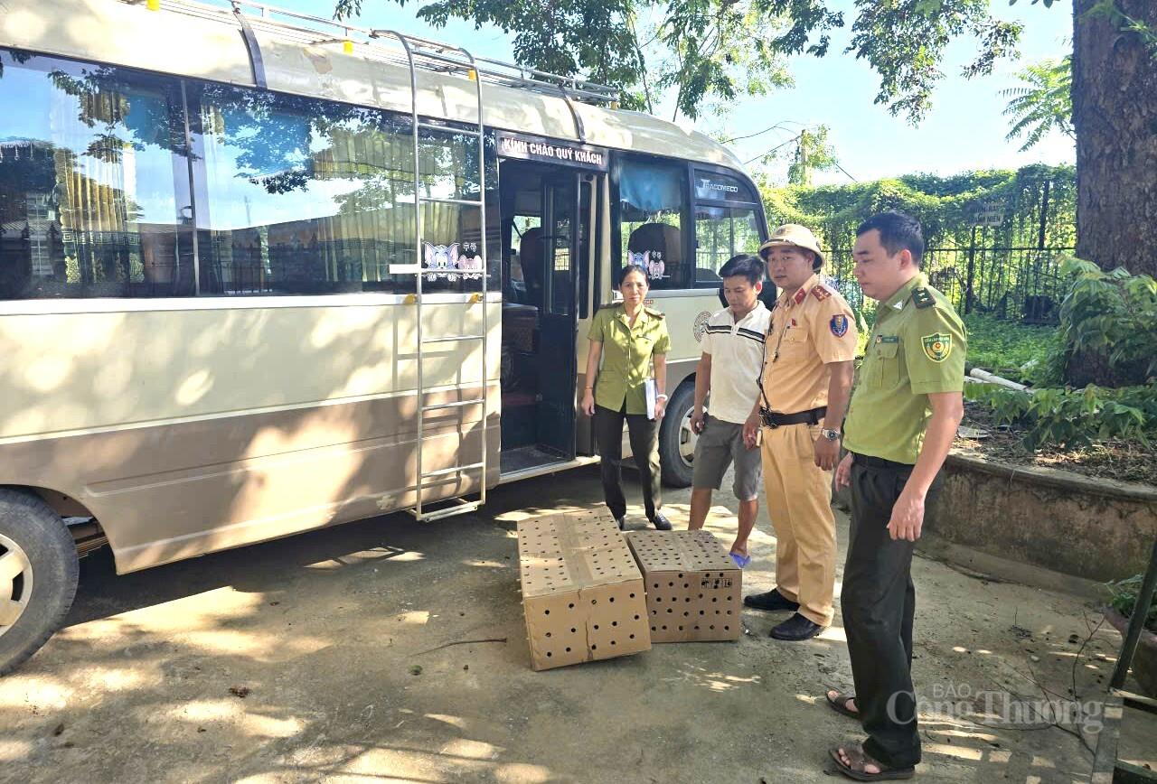 Thanh Hóa: Phát hiện xe khách vận chuyển hàng trăm con chim hoang dã