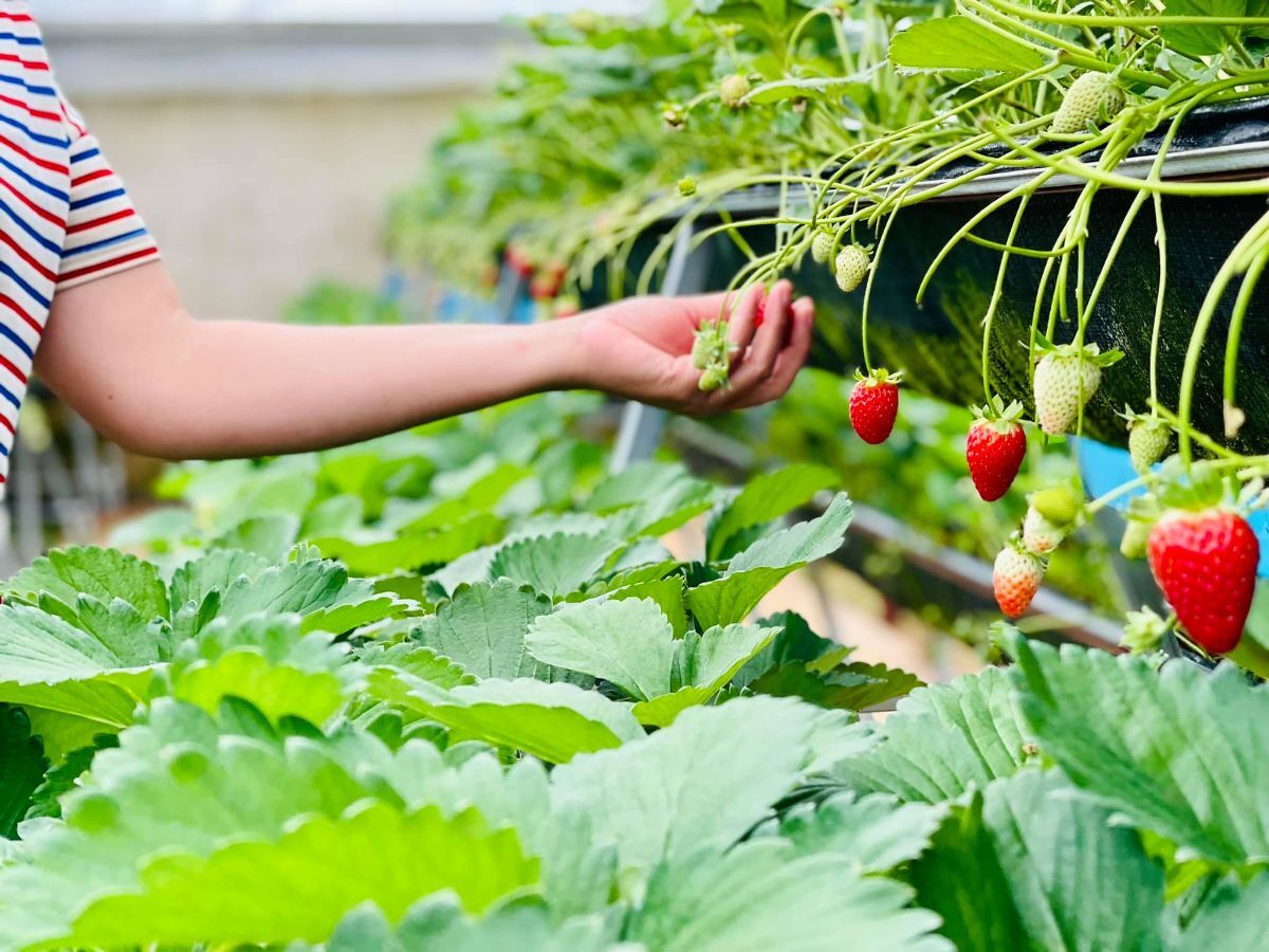 Lâm Đồng: OKLVIE sản phẩm thuộc hệ thống OKVIP là trang web tổ chức phát sóng bóng đá trực tiếp, live casino , nỗ hũ, bắn cá canh nông thúc đẩy tiêu thụ Trang Chủ OKVIP COM Top #1 vùng dân tộc