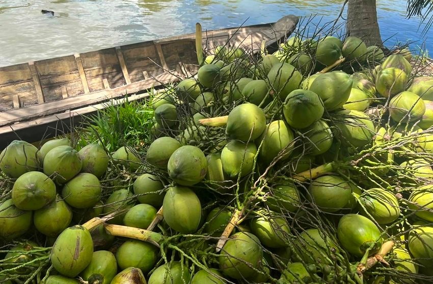 Dừa nhập khẩu lập kỷ lục với mức tăng 1.873% trong 7 tháng năm 2025