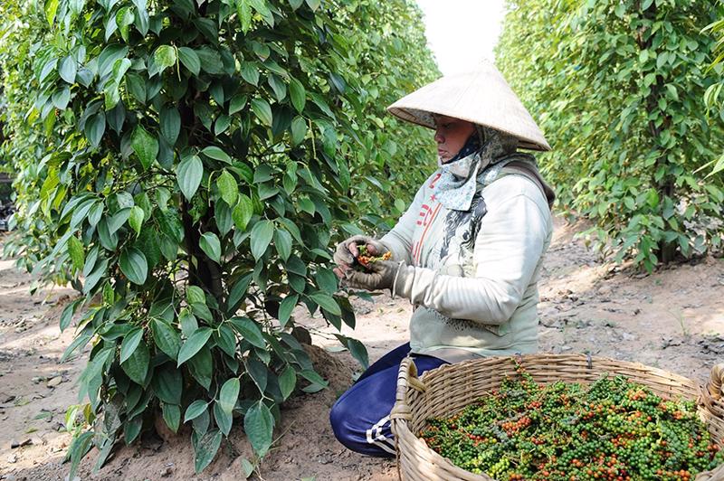 Thị trường hồ tiêu: Nguồn cung khan hiếm, doanh nghiệp lưu ý gì?