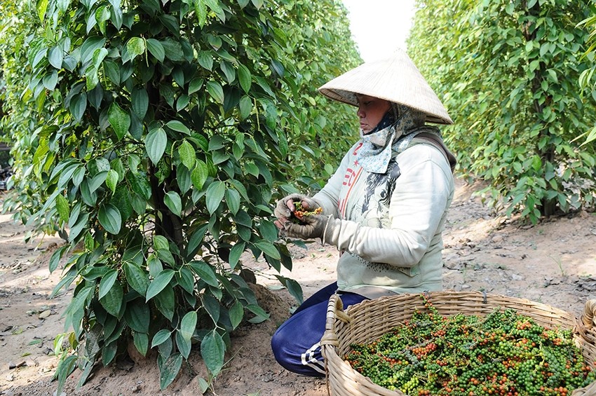 Xuất khẩu tiêu ổn định, cơ hội bứt phá từ các thị trường mới nổi
