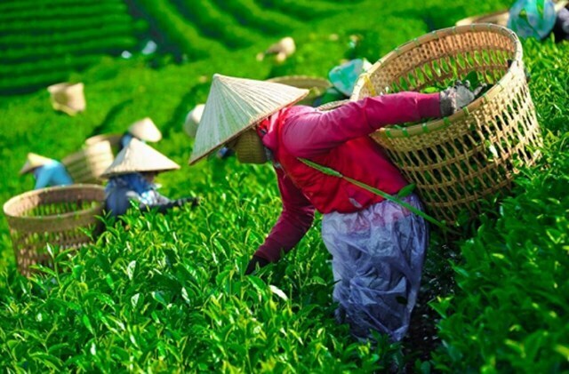 Giá chè xuất khẩu bình quân có xu hướng phục hồi nhẹ