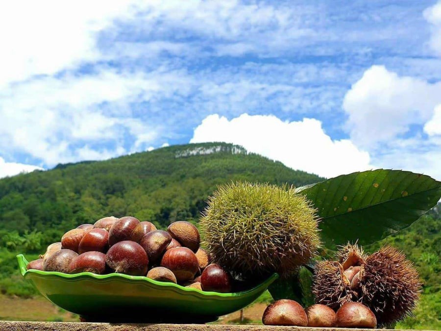 Hạt dẻ Quảng Lạc – “Cây thoát nghèo” của nông dân xứ Lạng