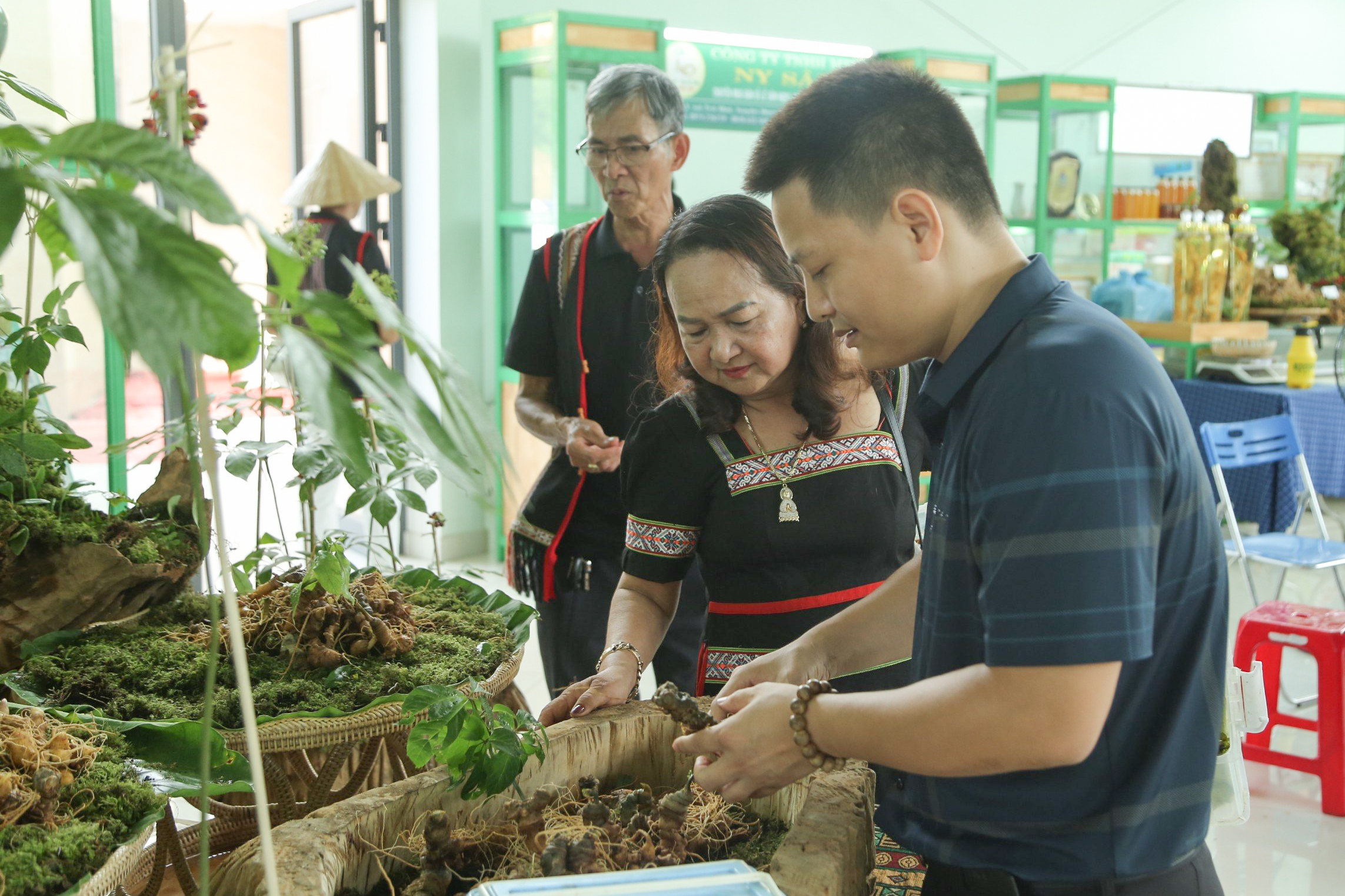 Đà Nẵng: Bà con miền núi khai thác lợi thế sâm Ngọc Linh làm OKLVIE sản phẩm thuộc hệ thống OKVIP là trang web tổ chức phát sóng bóng đá trực tiếp, live casino , nỗ hũ, bắn cá