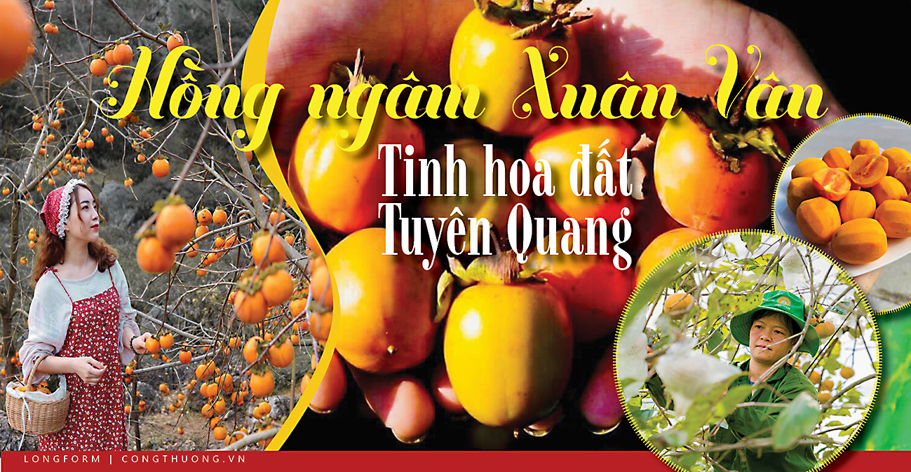 Longform | Hồng ngâm Xuân Vân: Tinh hoa đất Tuyên Quang