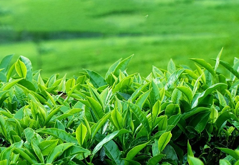 Việt Nam là thị trường cung cấp chè lớn thứ hai cho Thái Lan