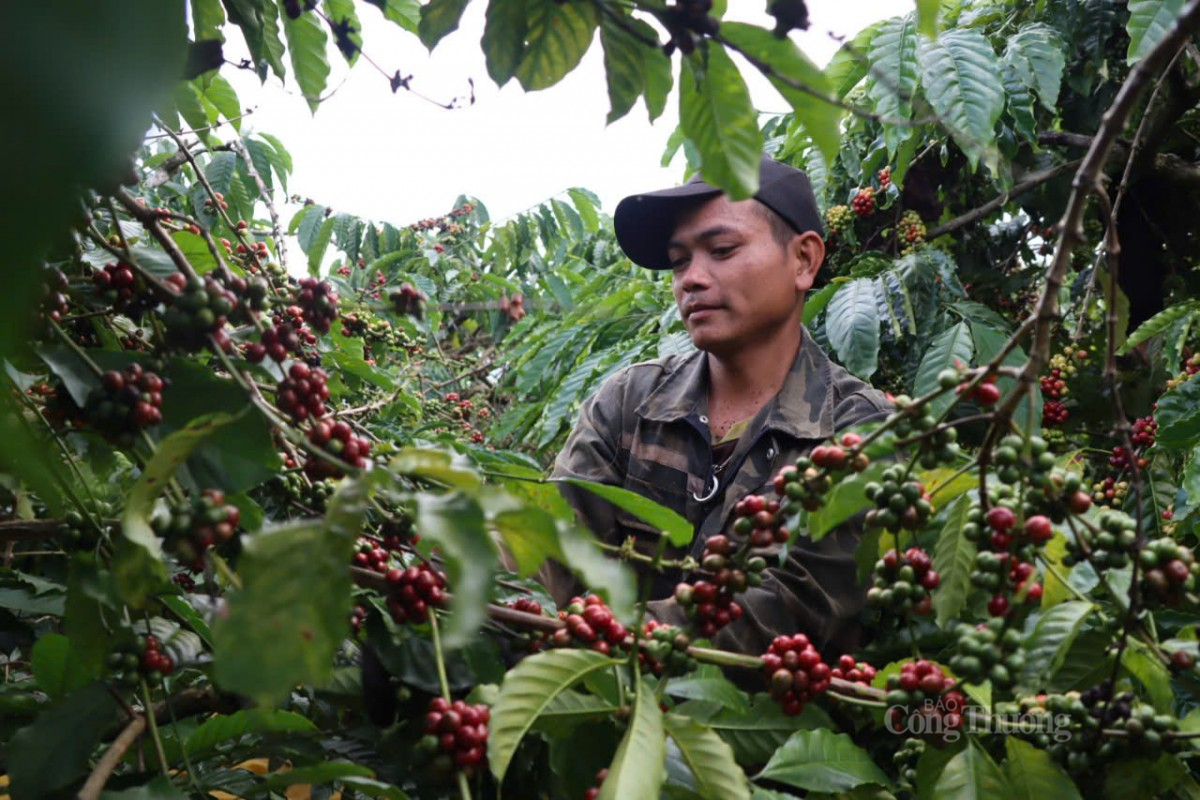 Nâng tầm vị thế thương hiệu cà phê Robusta