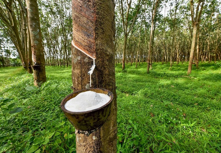 Cao su Việt Nam tăng tốc thị phần tại thị trường Malaysia 