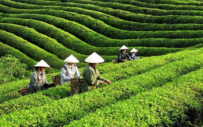 Chè xanh của Việt Nam tăng hiện diện tại thị trường Anh