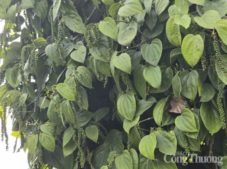 Giá neo cao, xuất khẩu hồ tiêu xác lập kỷ lục mới về kim ngạch