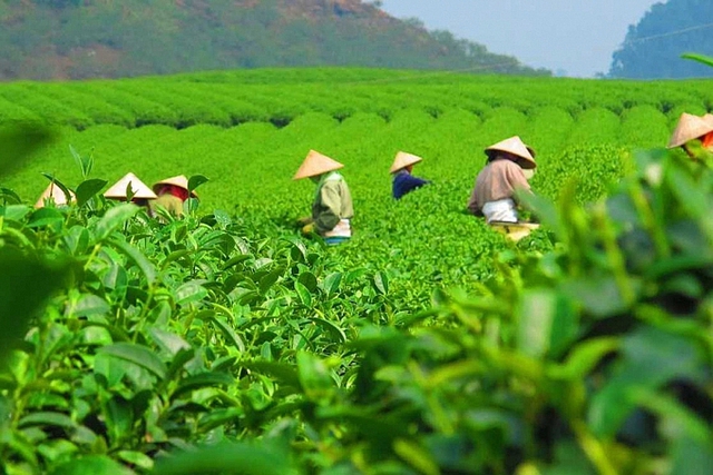 Bộ Công Thương khẩn trương tháo gỡ 500 container chè ách tắc tại Pakistan