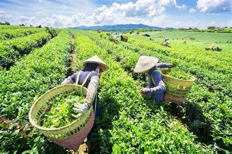 Bộ Công Thương nỗ lực, giải phóng thành công gần 500 container chè kẹt tại Pakistan