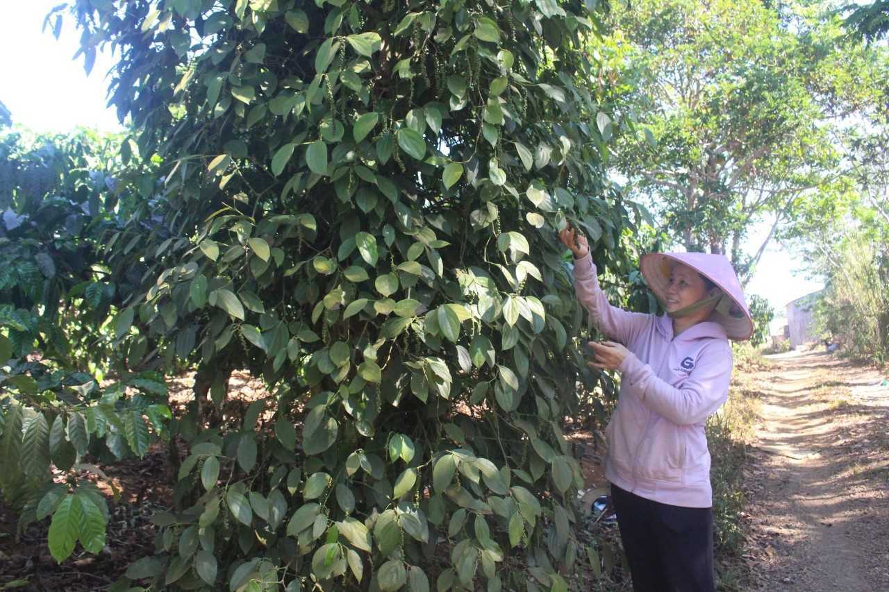 Lý giải nguyên nhân Việt Nam giữ vững 'ngôi vương' hồ tiêu thế giới