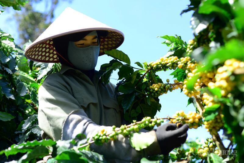 Giá cà phê hôm nay 19/1/2026: Chững lại phiên đầu tuần