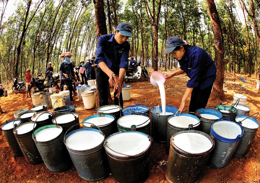 Trung Quốc là thị trường xuất khẩu cao su lớn nhất của Việt Nam