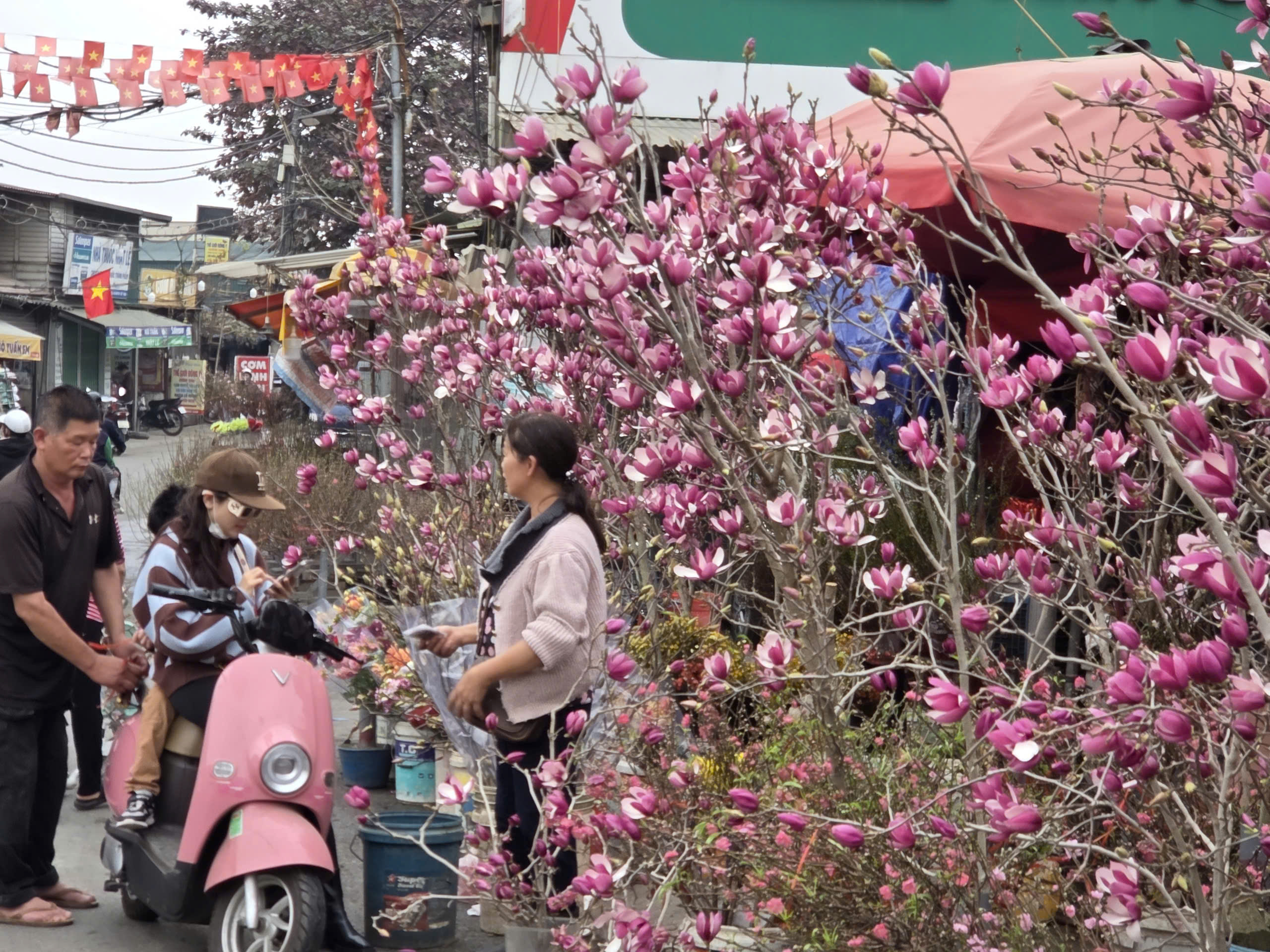 Hoa mộc lan thêm lựa chọn cho người chơi hoa dịp Tết