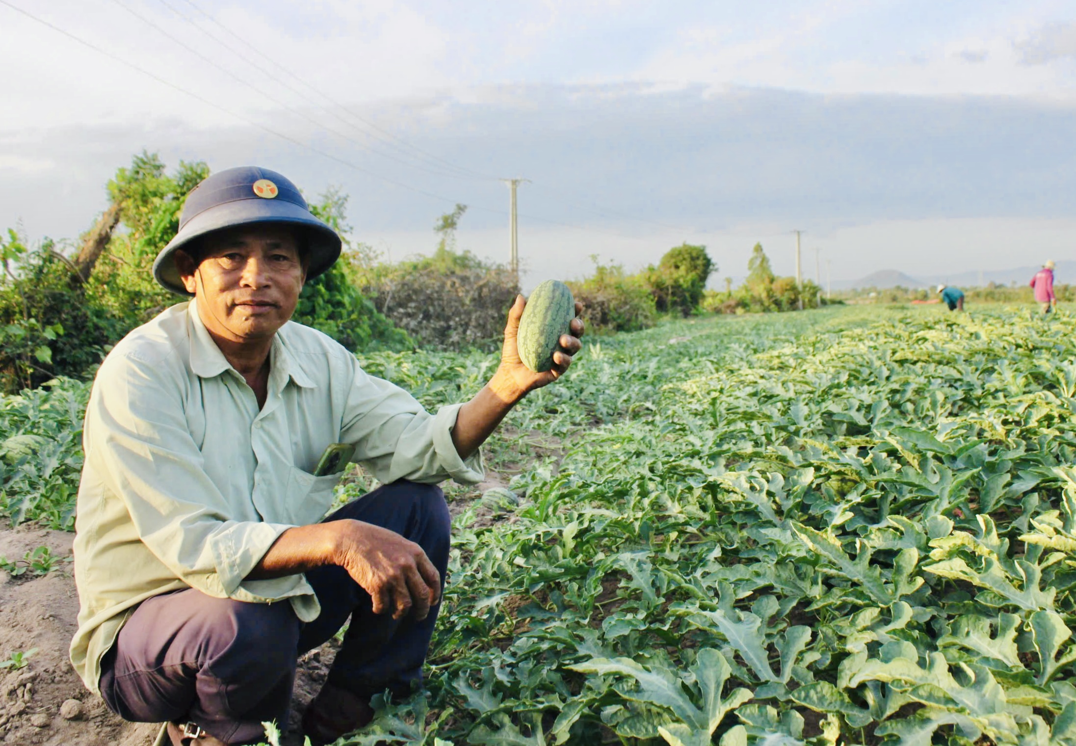 Gia Lai: Nông dân dựng chòi giữa đồng, bám ruộng dưa đón Tết